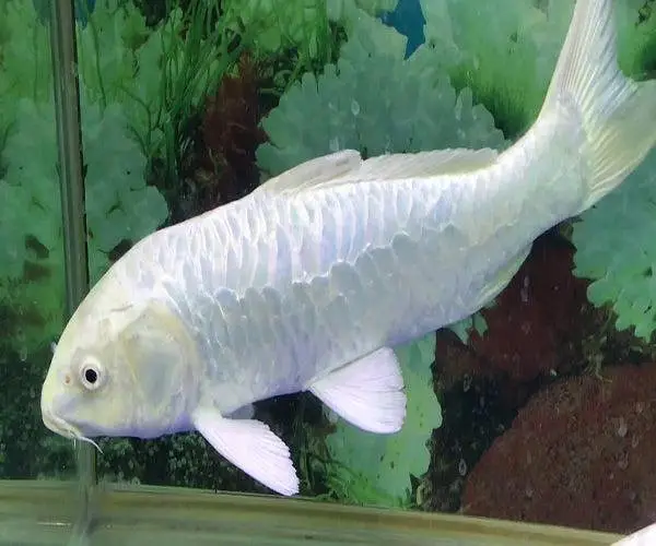 Japanese koi fish — photo 2
