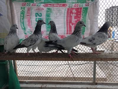 کبوتر دیکھ کر دل خوش ہو جائے