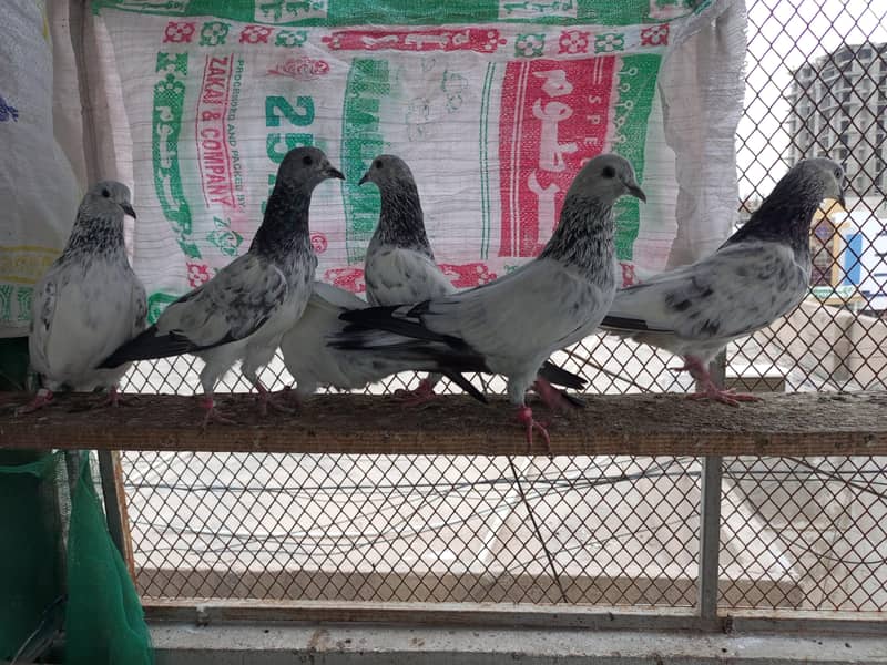 کبوتر دیکھ کر دل خوش ہو جائے 0