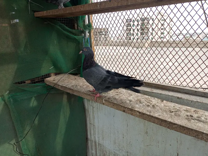 کبوتر دیکھ کر دل خوش ہو جائے — photo 4