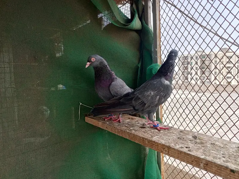 کبوتر دیکھ کر دل خوش ہو جائے — photo 6