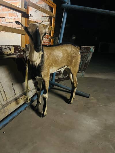 bakra