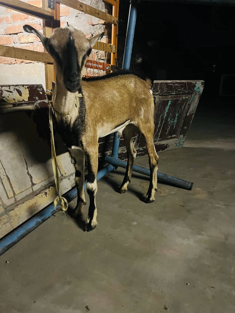 bakra 1