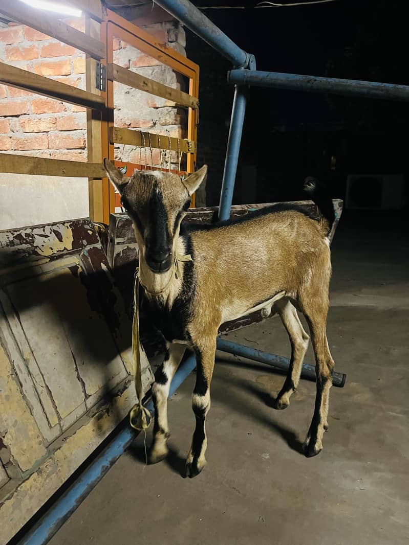 bakra 2