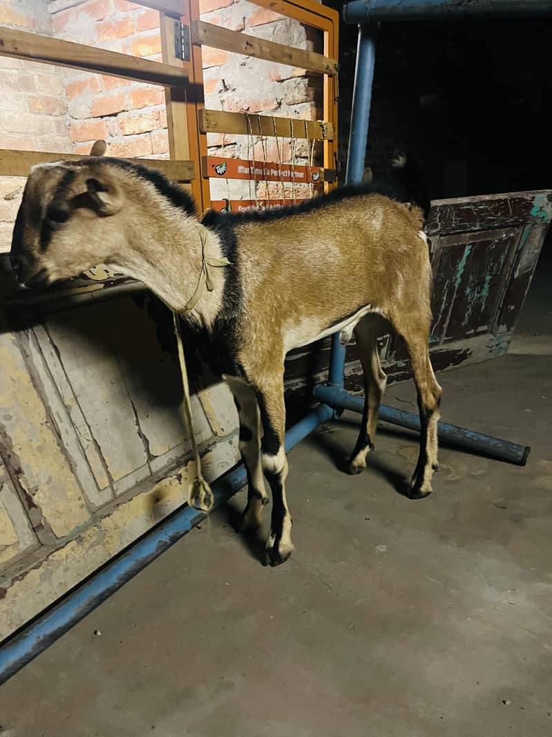 bakra 3