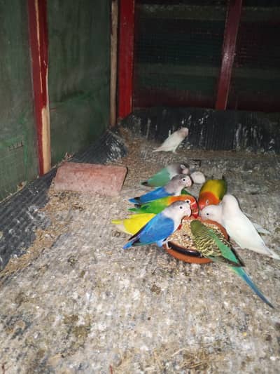 love birds tayar jory