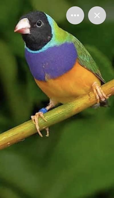 Finch 2 pairs