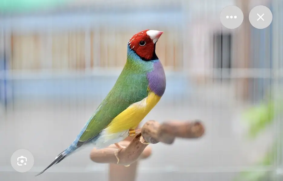 Finch 2 pairs — photo 2