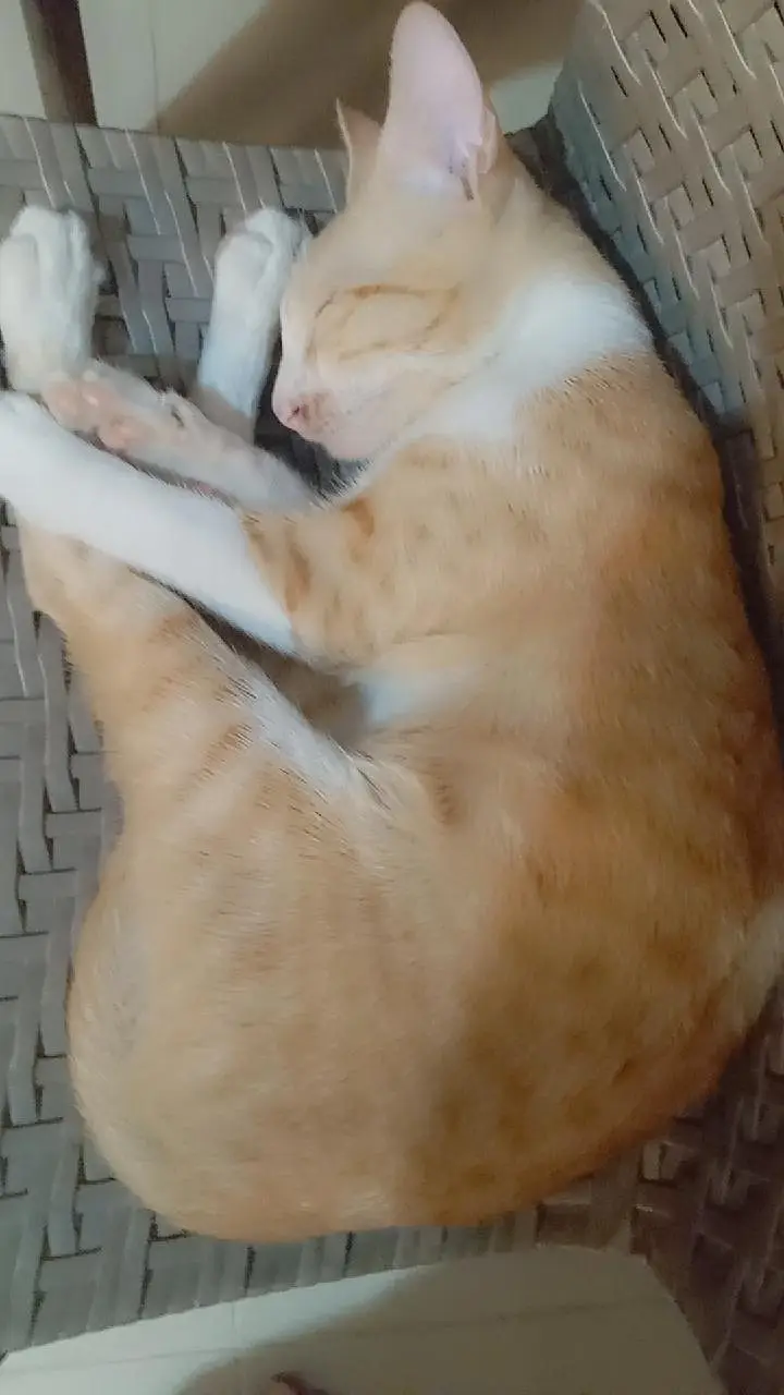 Adorable Calico and Ginger Kitten Pair! Looking for a Lovely Home! — photo 3