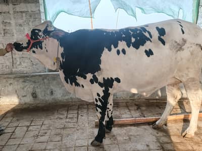 cows fresian