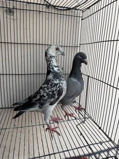 down face breeder pair for sale active and healthy quality 10/10
