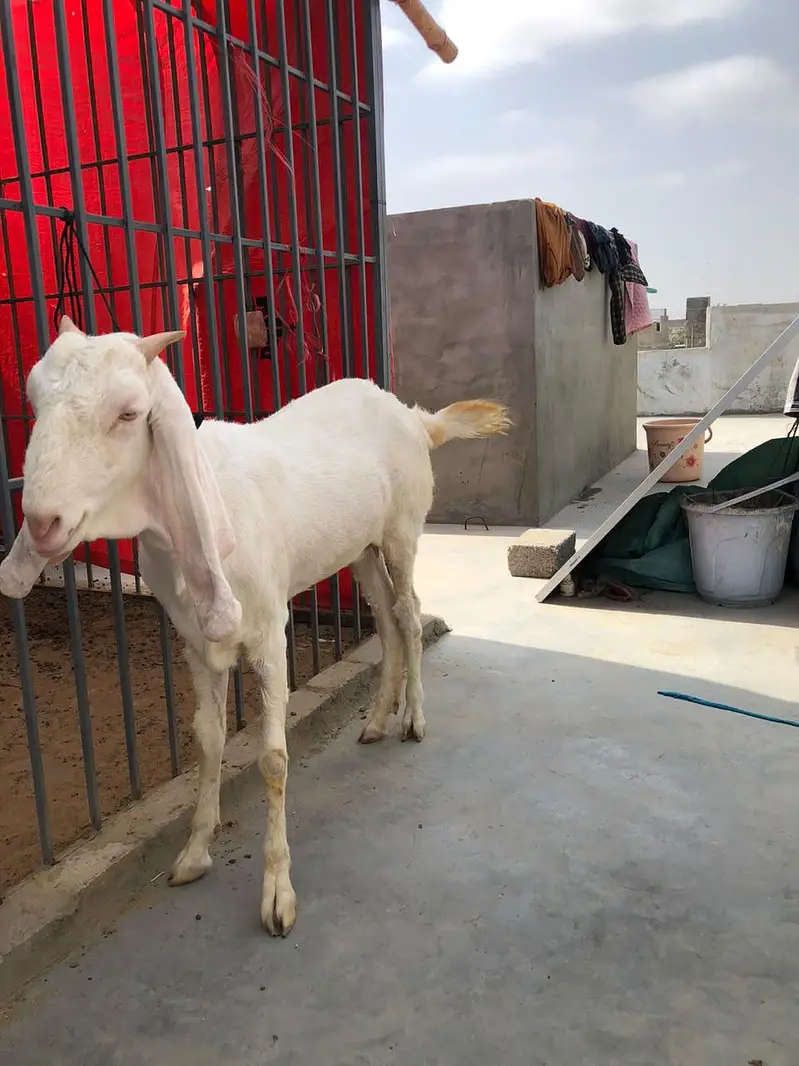 Gulabi Pet For Sale — photo 2