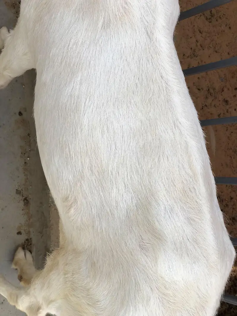 Gulabi Pet For Sale — photo 6