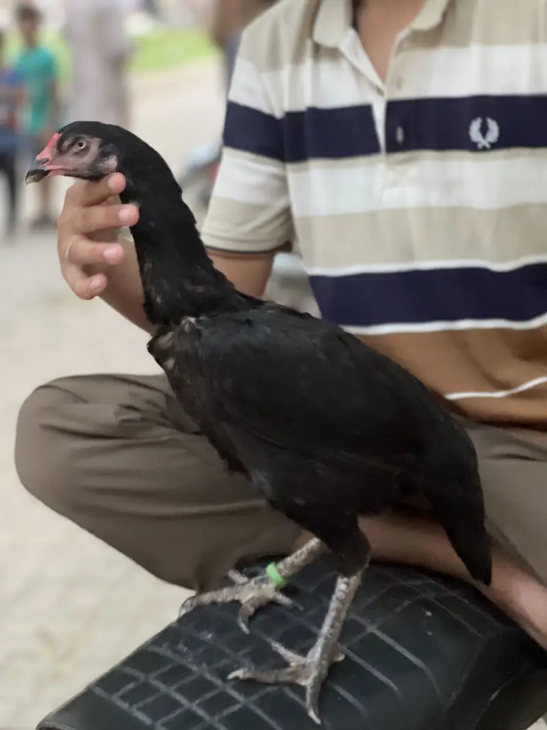 Aseel lasani hen long height — photo 2