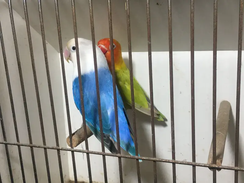 Violet pale fallow opaline | Green opaline pale fallow — photo 2