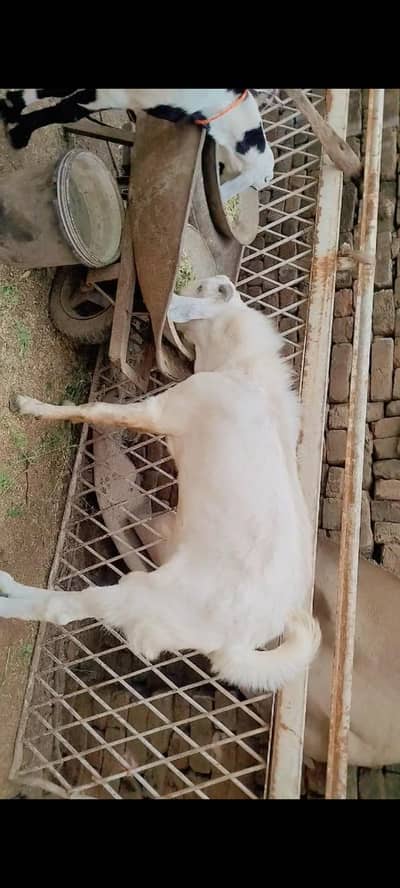 Goats Pair For Sale PKR 120000