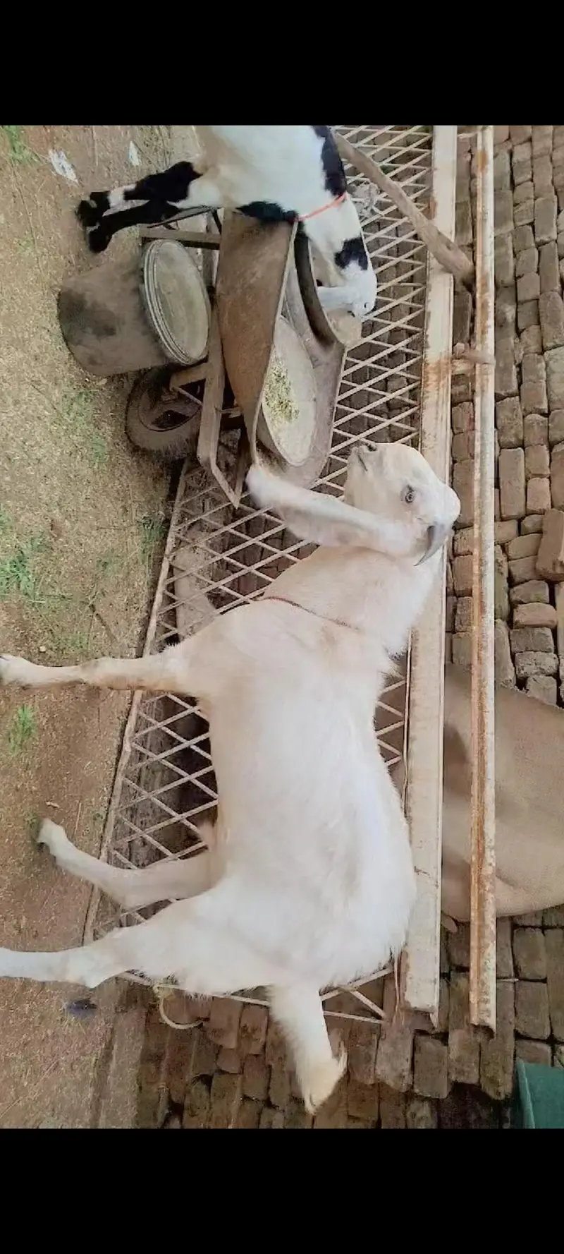 Goats Pair For Sale PKR 120000 — photo 2