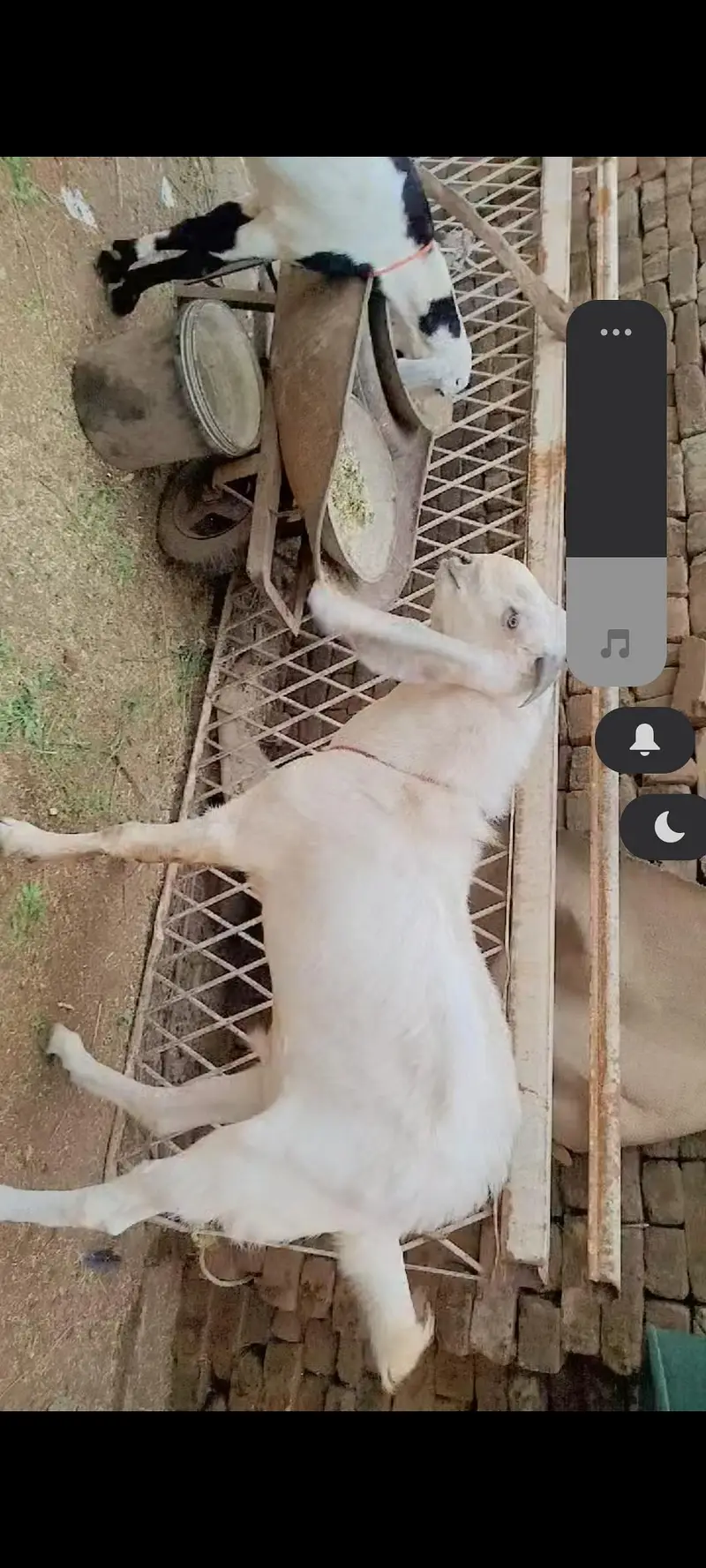 Goats Pair For Sale PKR 120000 — photo 3