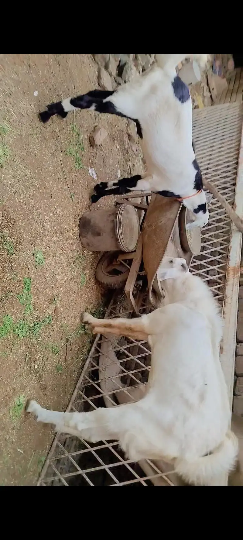 Goats Pair For Sale PKR 120000 — photo 4