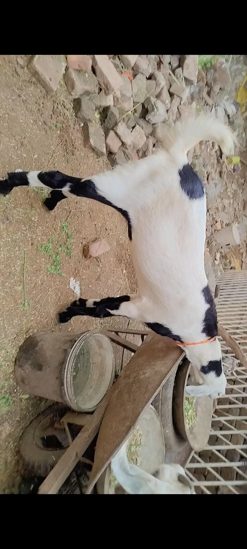 Goats Pair For Sale PKR 120000 — photo 5