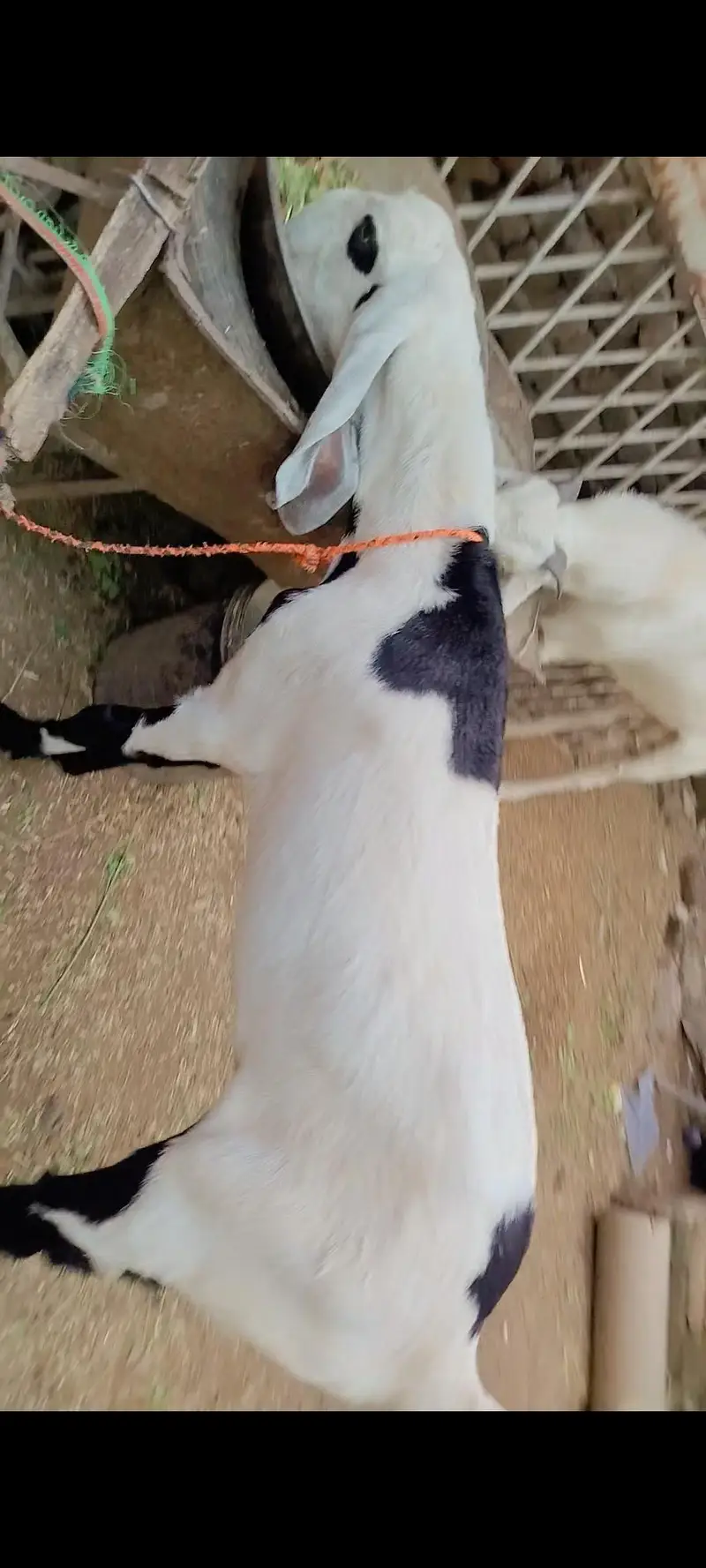 Goats Pair For Sale PKR 120000 — photo 6