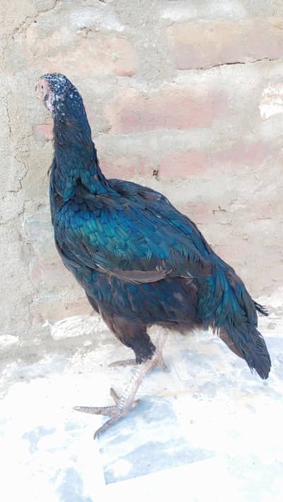 Aseel mushki murgi ki mazboot  jisamat or shandar nasal