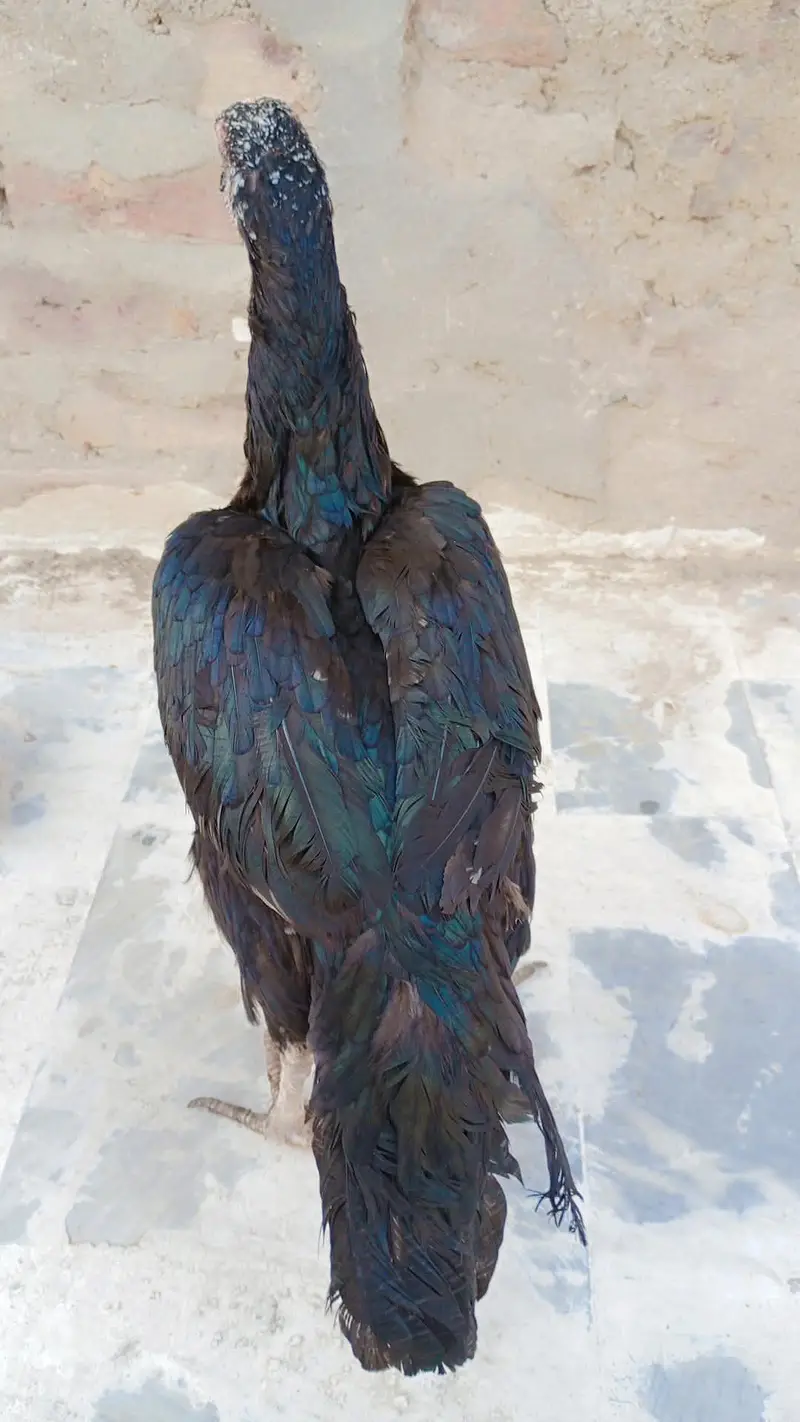 Aseel mushki murgi ki mazboot  jisamat or shandar nasal — photo 3