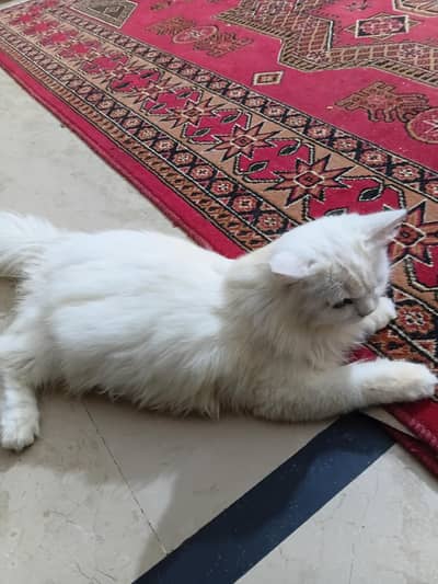 cat persian