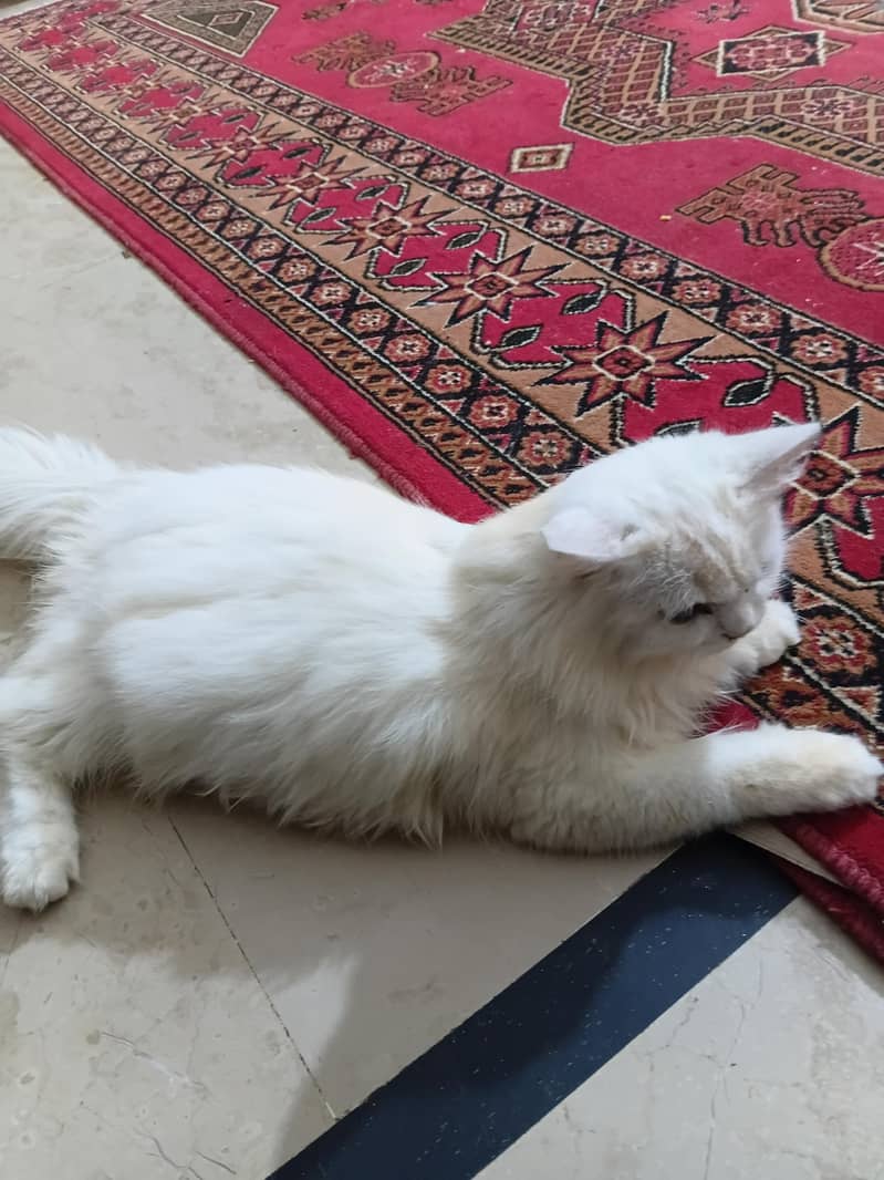 cat persian 0