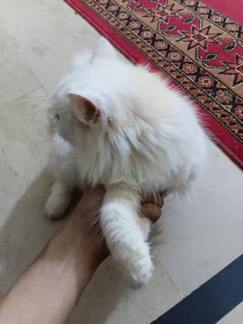 cat persian 1
