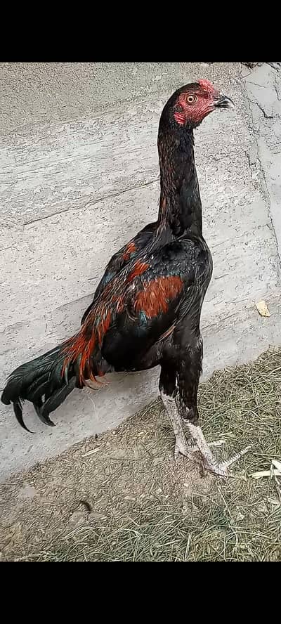 Aseel thai muska cross pattha 03182252554