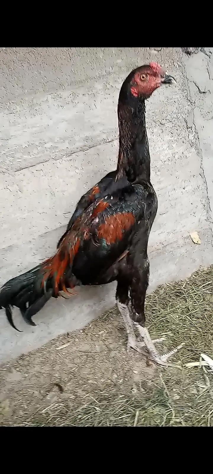 Aseel thai muska cross pattha 03182252554 — photo 3