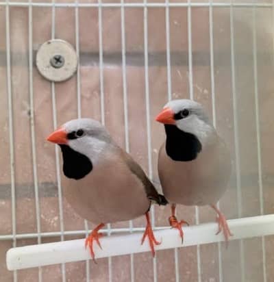 Owl finches/ shaftail finch/ jawa finch/ austrailian black face
