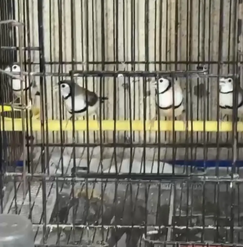 Owl finches/ shaftail finch/ jawa finch/ austrailian black face — photo 3
