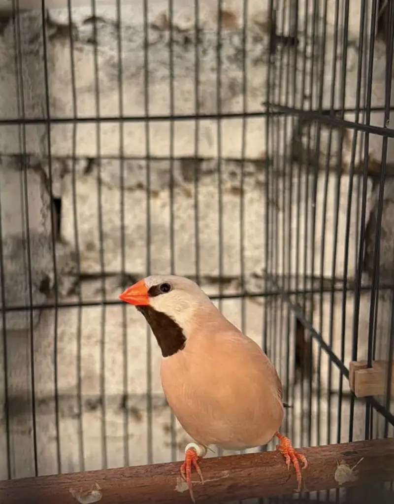 Owl finches/ shaftail finch/ jawa finch/ austrailian black face — photo 6