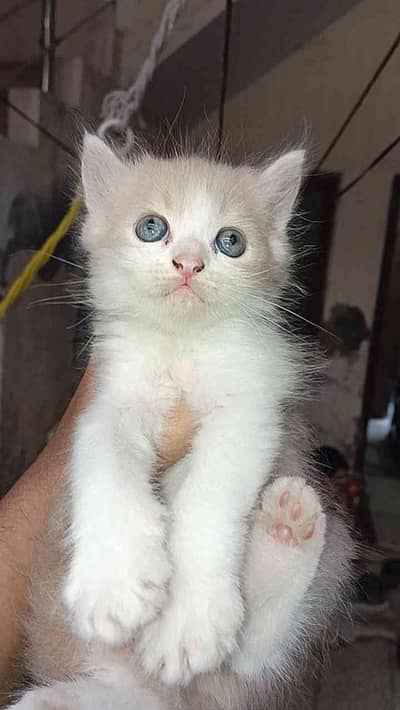 Ibrahim