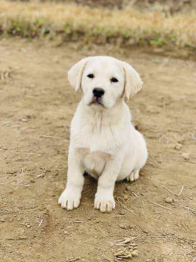 American dog