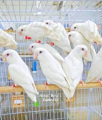 Albino love birds