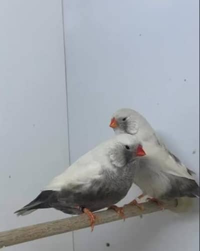charcoal split ccfw cfw NG charcoal split