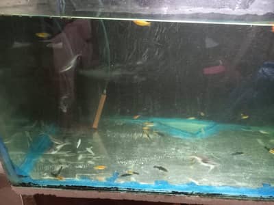 Healthy Molly Fish and Blue Line for Sale | Aquarium Fish