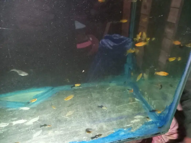 Healthy Molly Fish and Blue Line for Sale | Aquarium Fish — photo 2