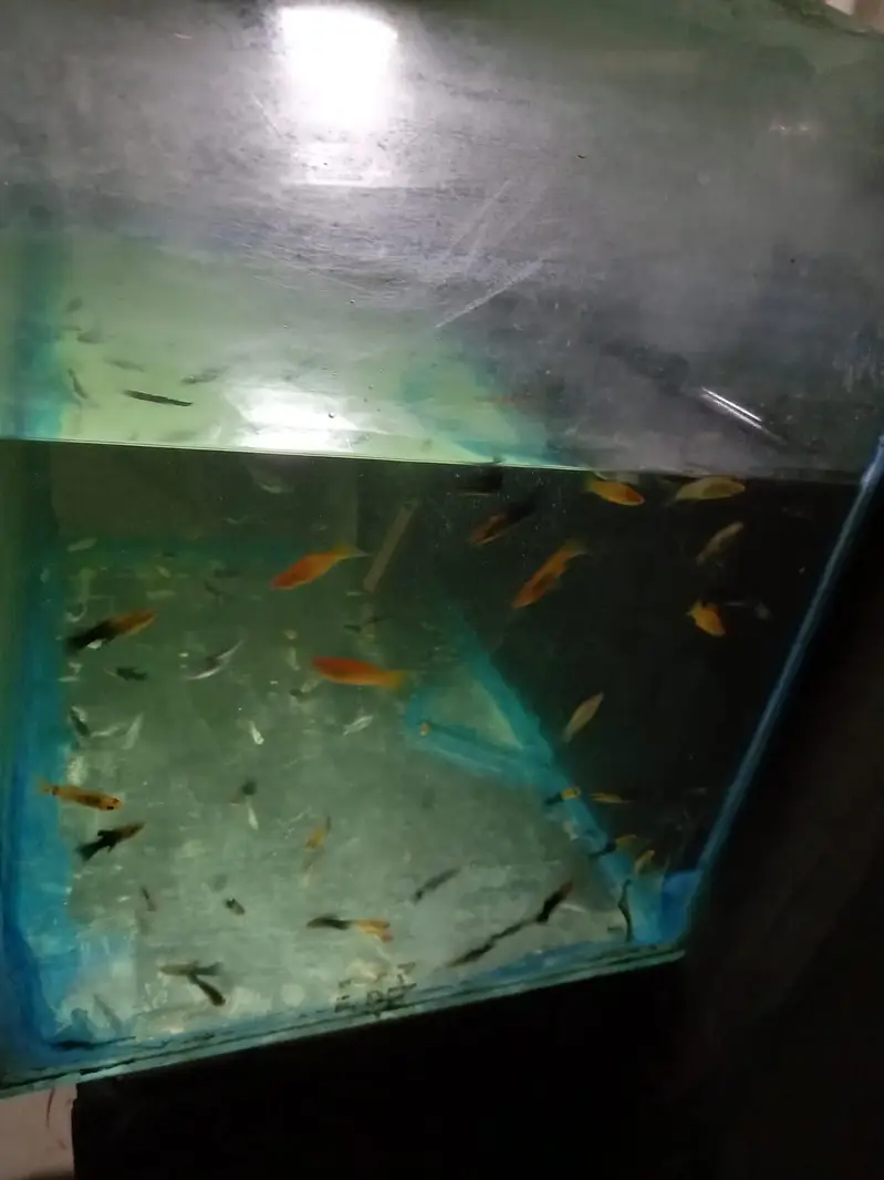 Healthy Molly Fish and Blue Line for Sale | Aquarium Fish — photo 3