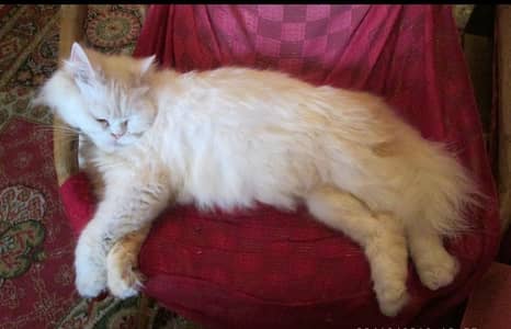beautifull cat cream and white colour