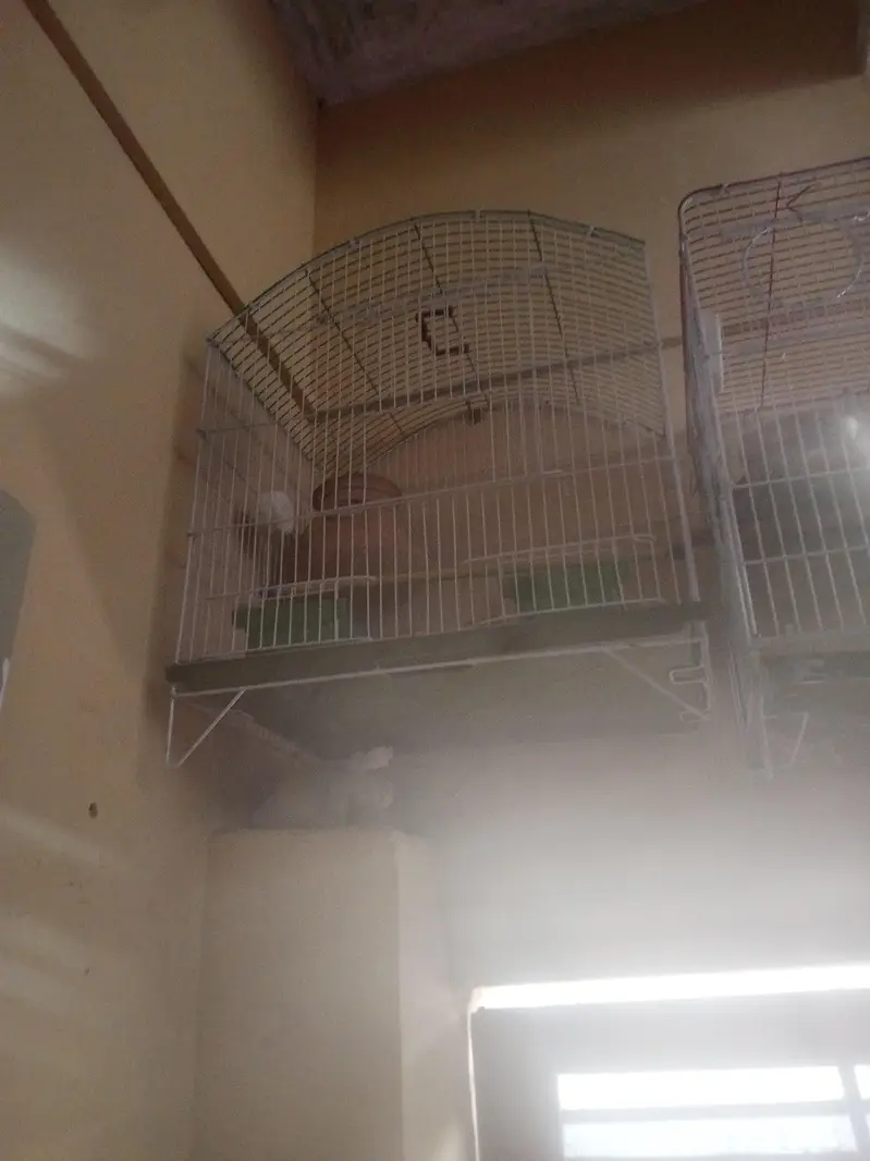 Cage pinjra used 2 portion 1 portion khana — photo 2