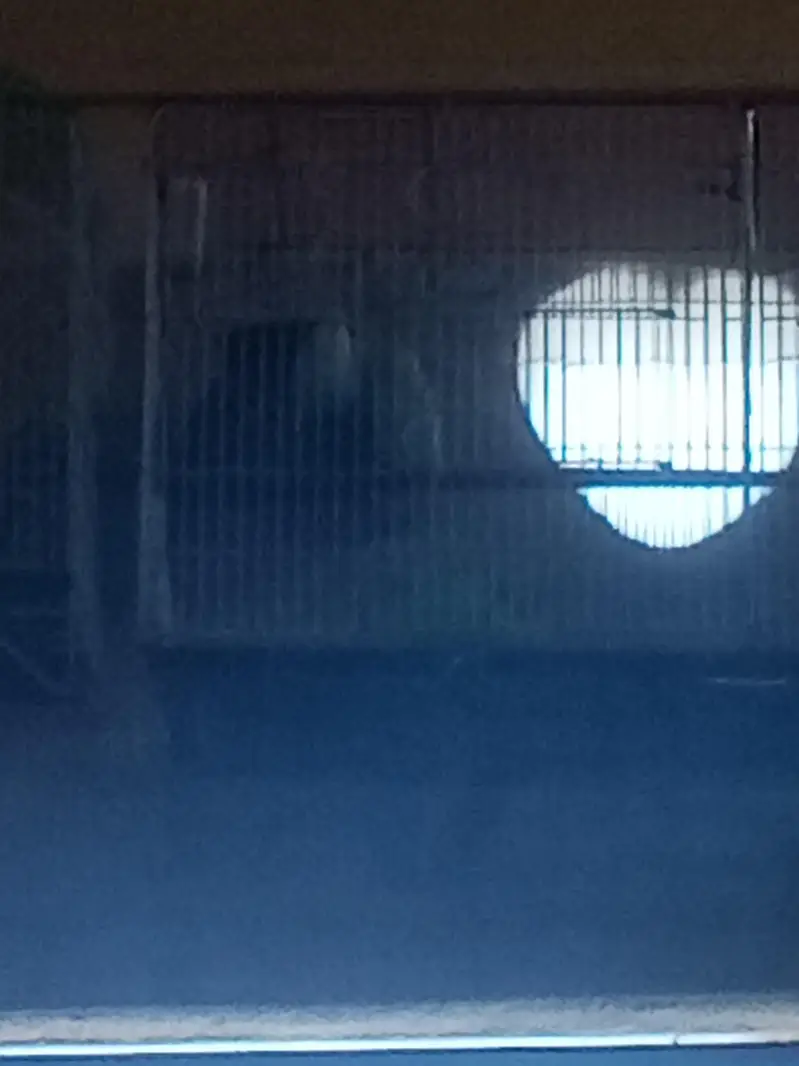 Cage pinjra used 2 portion 1 portion khana — photo 5