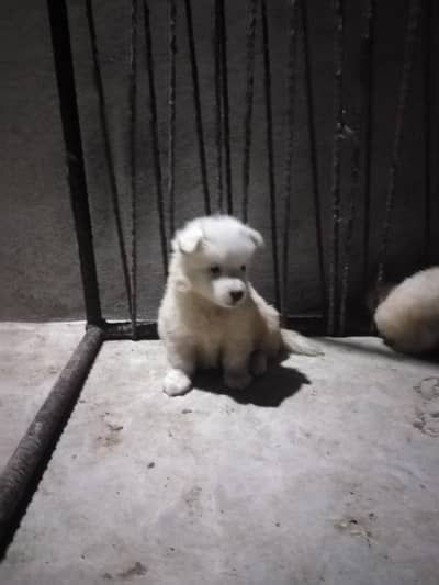 russian female puppy