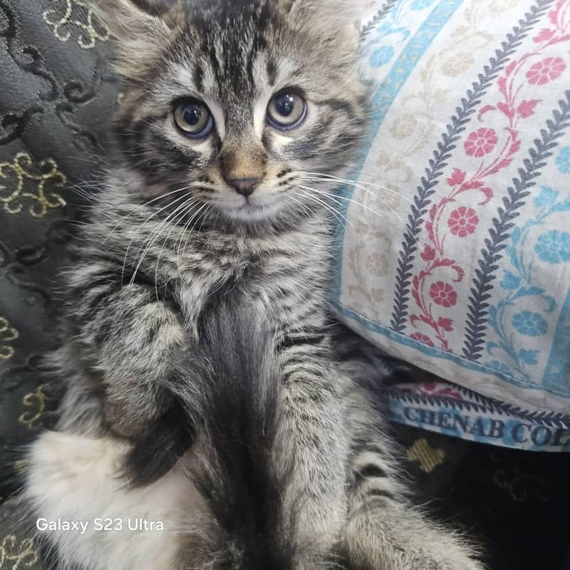 Pet Cat 1