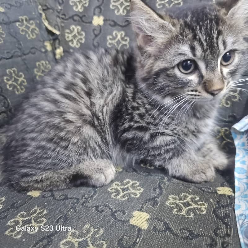Pet Cat 2