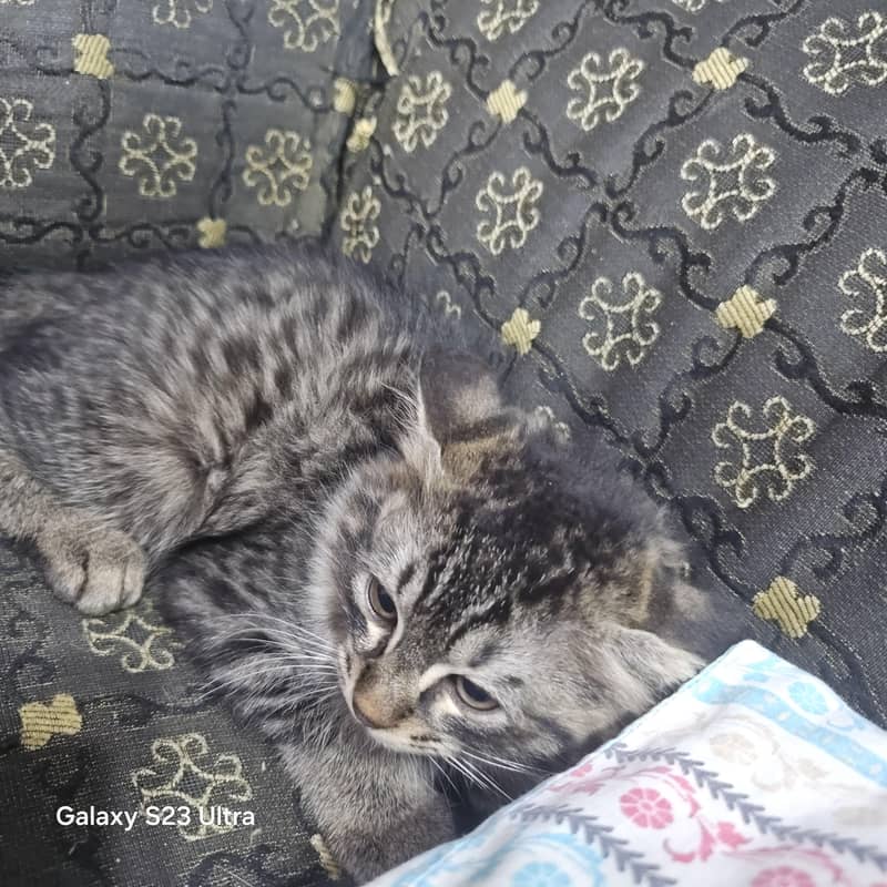 Pet Cat 3