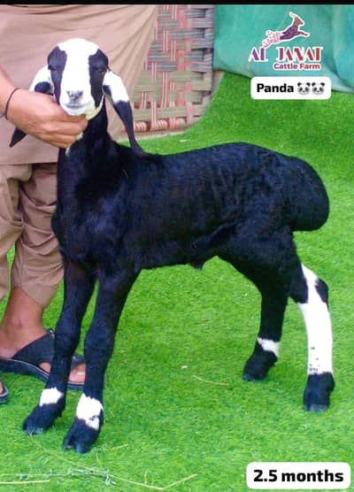 VIP 3 turkey sheep